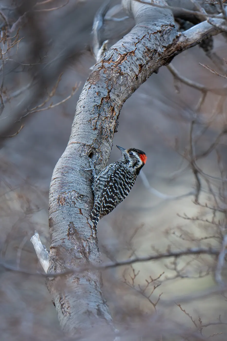 Tour Privado - Fauna Torres del Paine