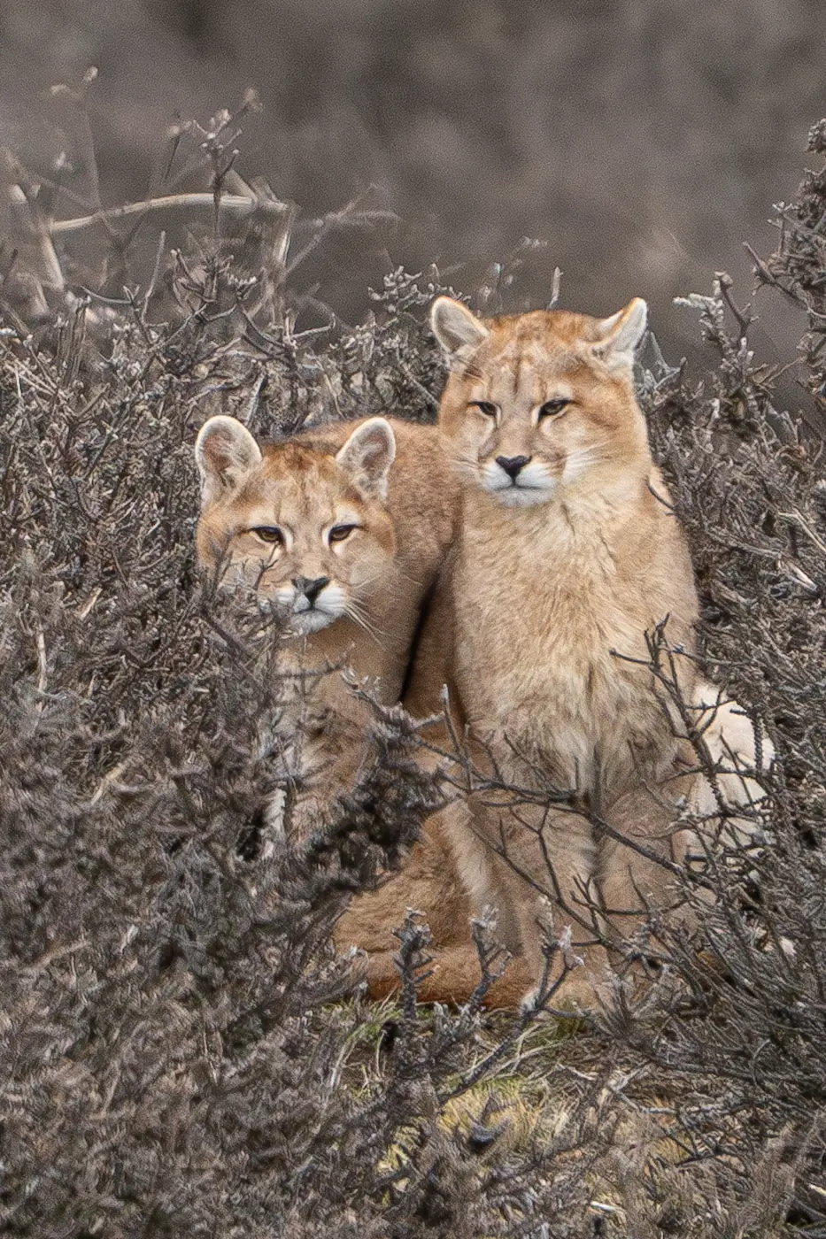 Tour Privado - Fauna Torres del Paine