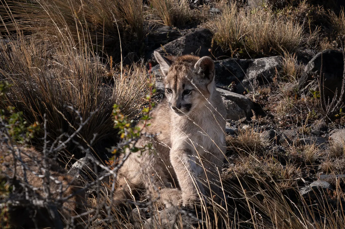 Tour Privado - Fauna Torres del Paine
